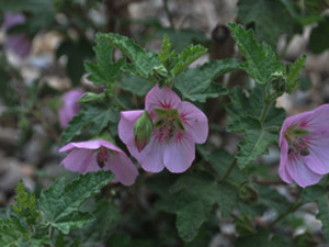 Vivers Càrex - Anisodontea malvastroides